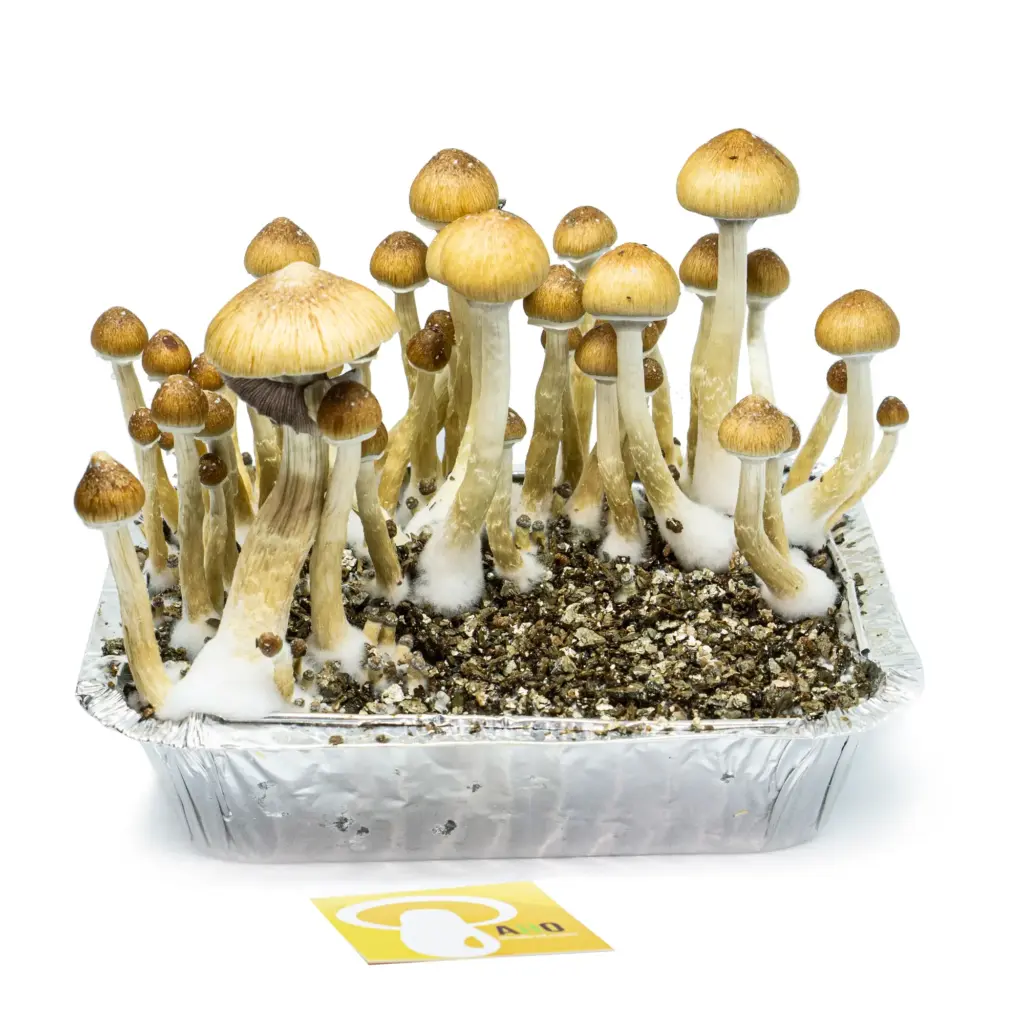 kit cultivo cogumelos psilocybe cubensis