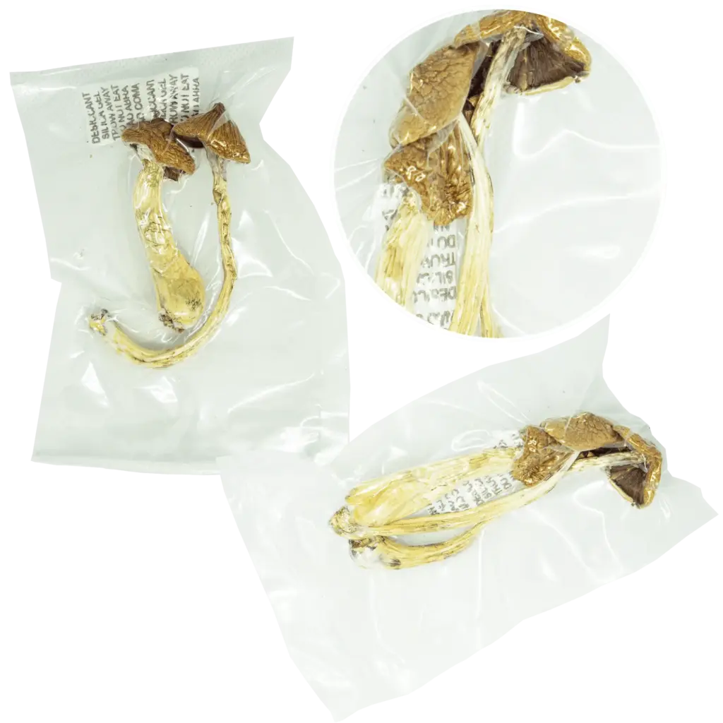 Comprar cogumelos magicos psilocybe cubensis desidratados | AhoFind Ltda