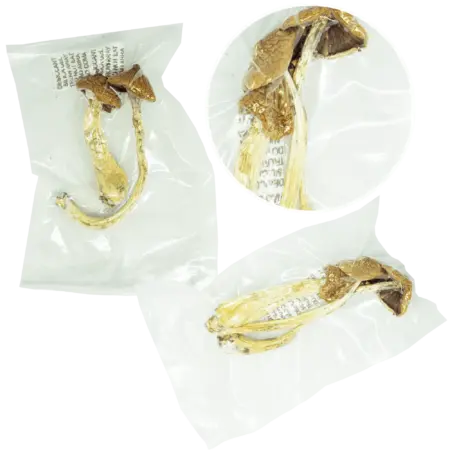 Comprar cogumelos magicos psilocybe cubensis desidratados | AhoFind Ltda