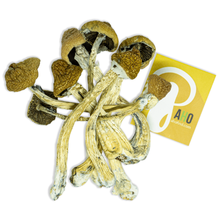 Psilocybe Cubensis Comprar Cogumelos Mágicos Camboja