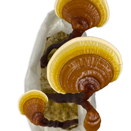 comprar kit de cogumelos reishi