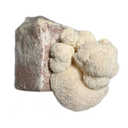 Comprar Kit Cultivo de Cogumelos Juba de Leão - Lion's Mane