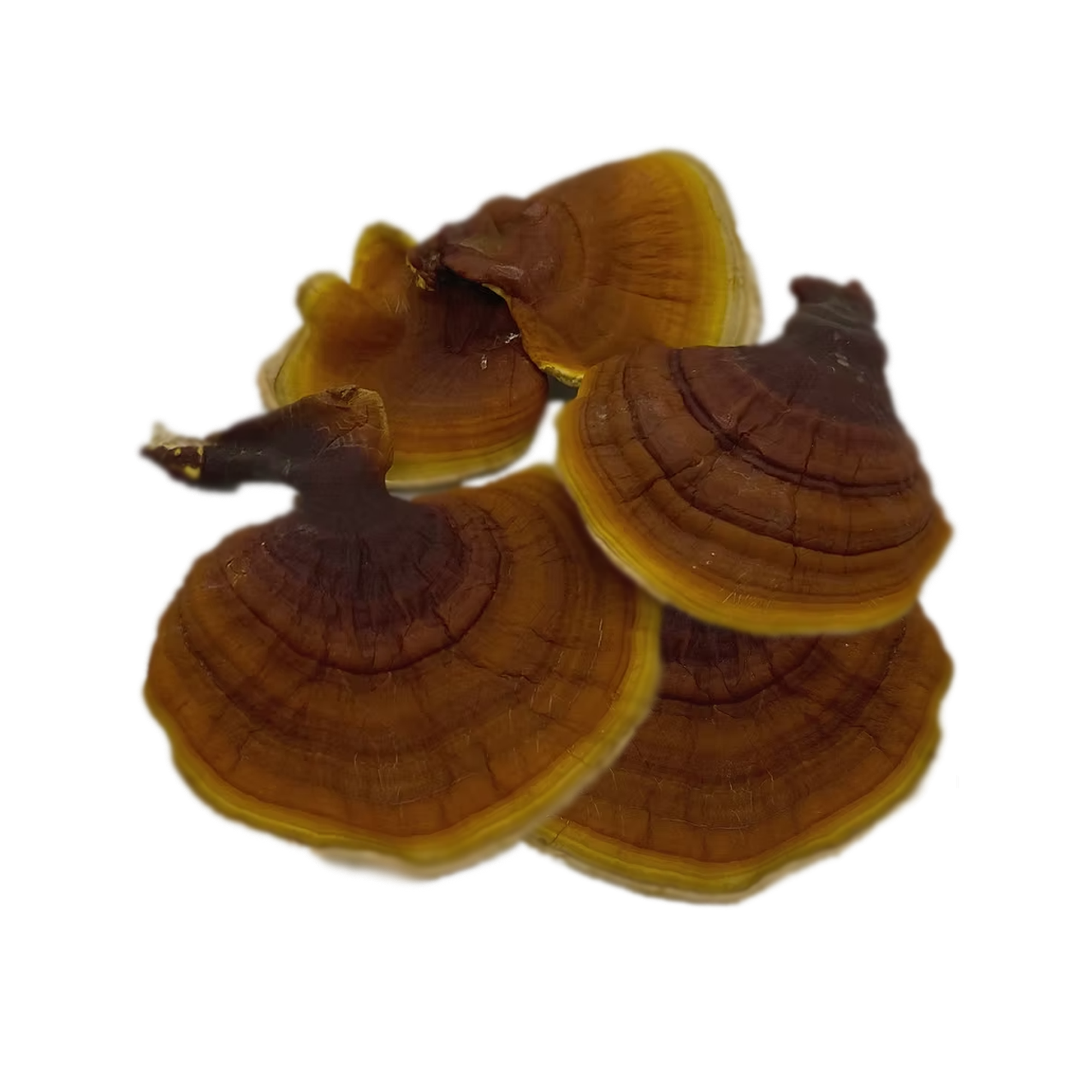 Comprar Reishi Desidratados