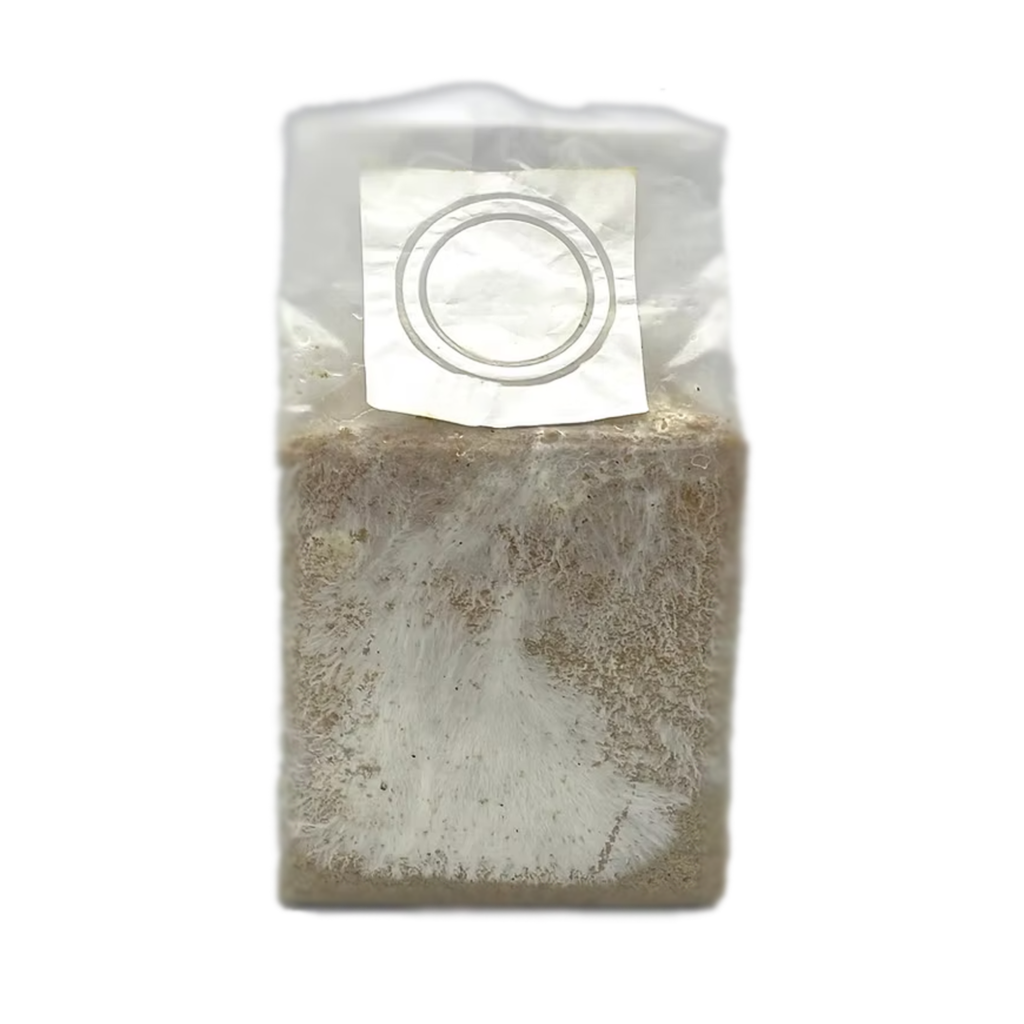 Comprar Kit Cultivo Lion's Mane (Cogumelo Juba de Leão)