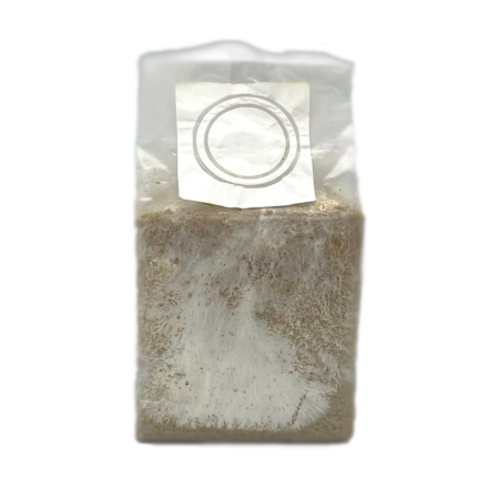 Comprar Kit Cultivo Lion's Mane (Cogumelo Juba de Leão)