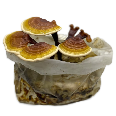 comprar kit de cultivo de cogumelos reishi