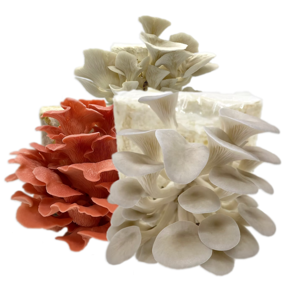 Comprar Kit para Cultivo de Cogumelos Shimeji