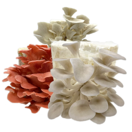 Comprar Kit para Cultivo de Cogumelos Shimeji