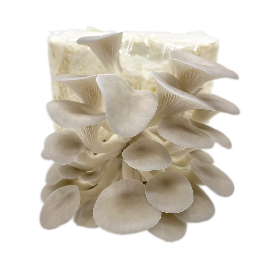 Comprar Kit Cultivo de Cogumelos Shimeji Branco