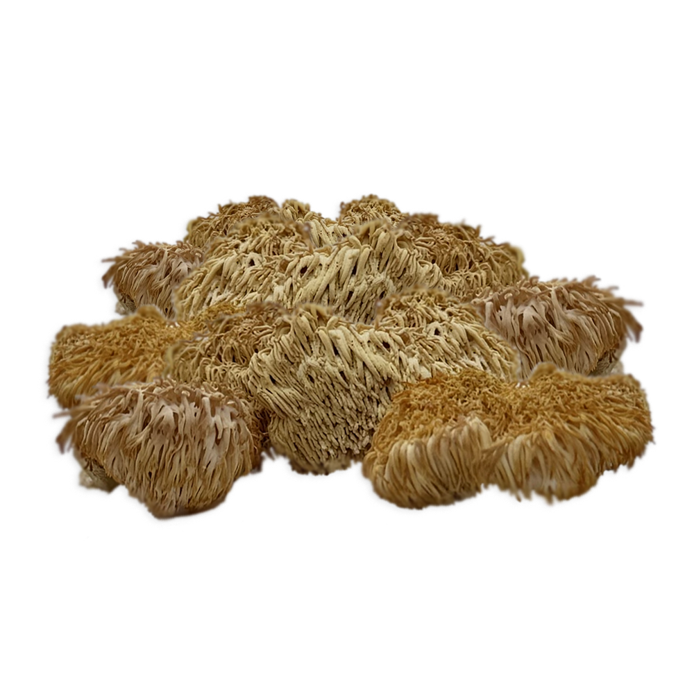 Comprar Cogumelo Hericium erinaceus – Juba de Leão