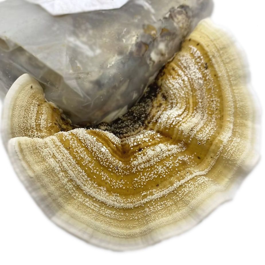 comprar kit cultivo cogumelo cauda de peru